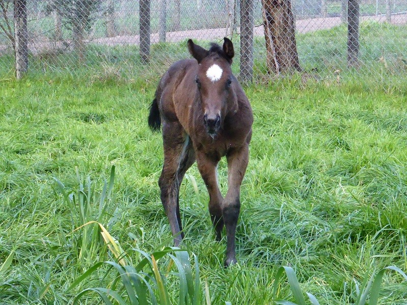 114 Centopia x Lago Delight brf 19-8 5d